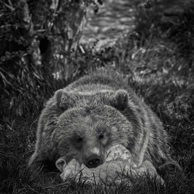 "Sleeping Giant" stock image