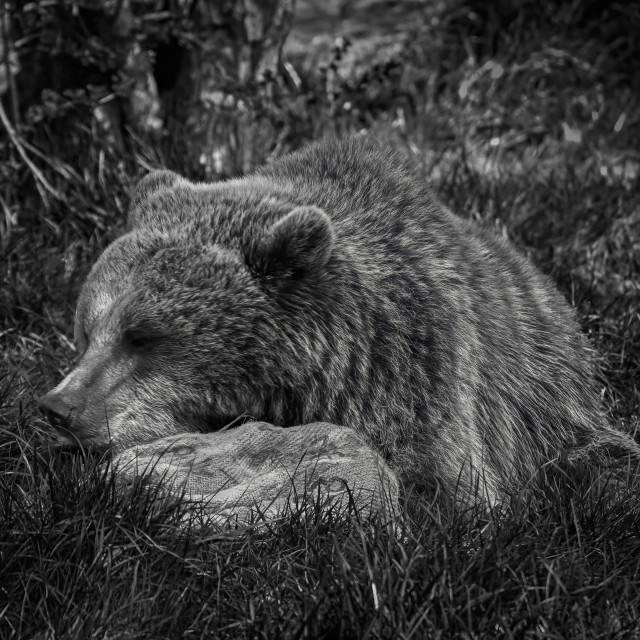 "Bear with a snuggly" stock image