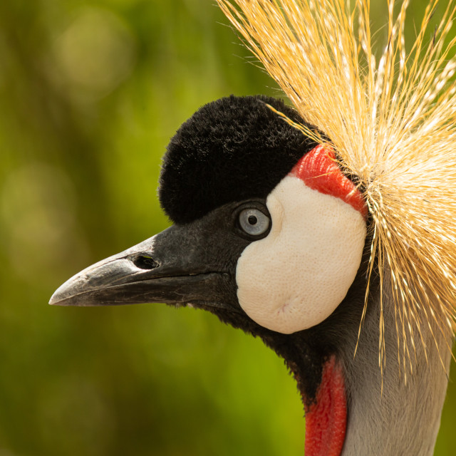 "The Grey-Crowned Crane" stock image