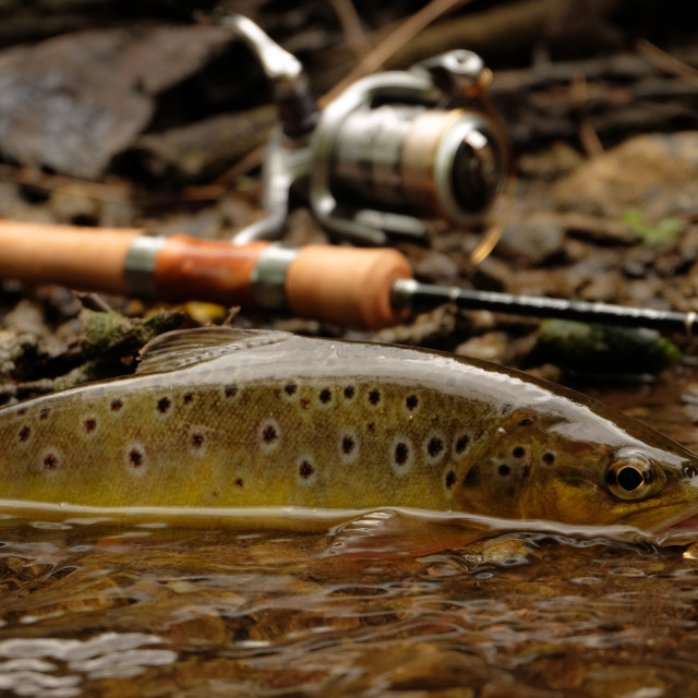 "Wild Brown Trout" stock image