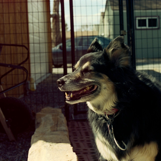 "Ellie getting sun" by Zachary I Peabody - £10.00 "Ellie getting sun" stock image