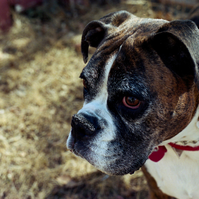 "Dalai" by Zachary I Peabody - £10.00 "Dalai" stock image