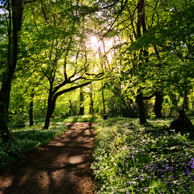 "Enchanted" stock image