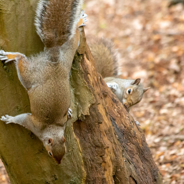 "Grey Squirrels (Sciurus carolinensis)" by Bobb Strongman - £20.00 "Grey Squirrels (Sciurus carolinensis)" stock image