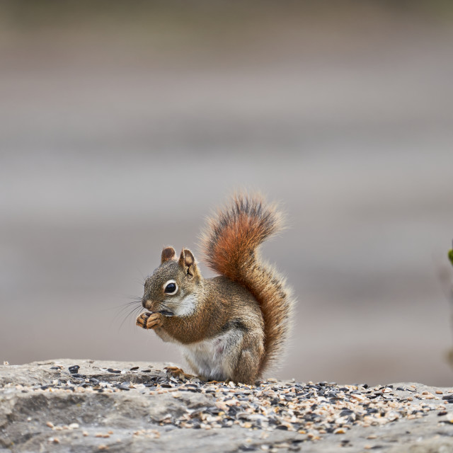 "Lunch Time" stock image