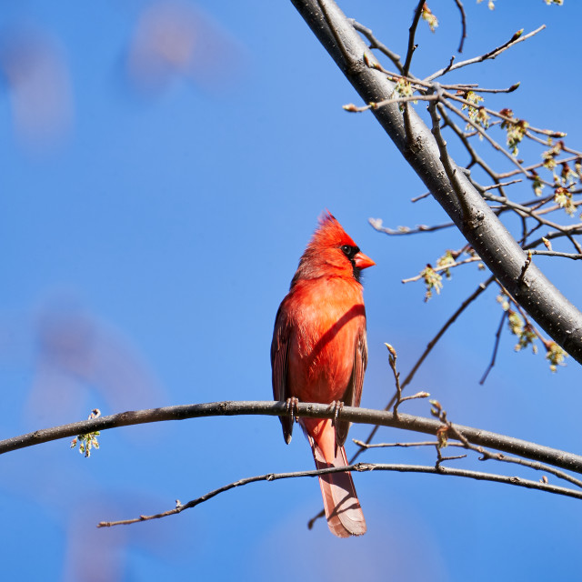 "Vibrant Cardinal" stock image