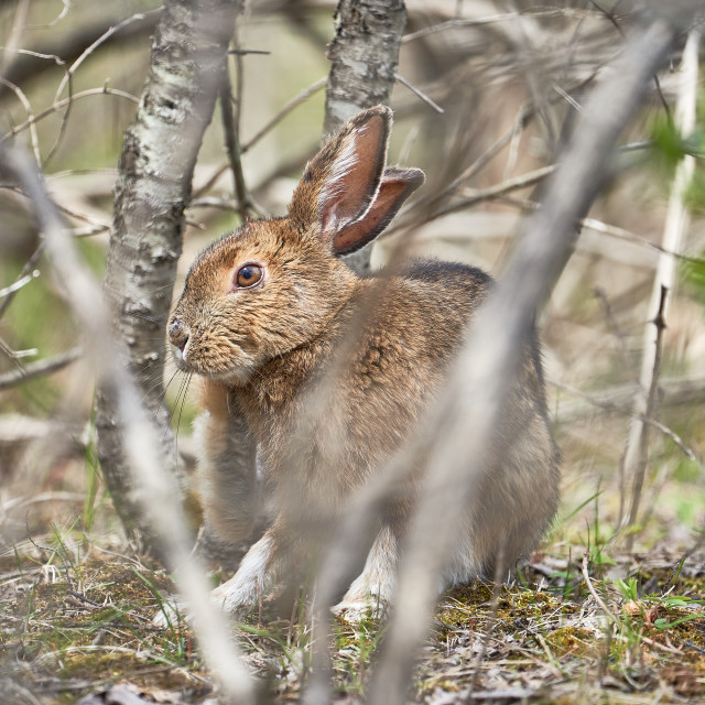 "Thumper" stock image