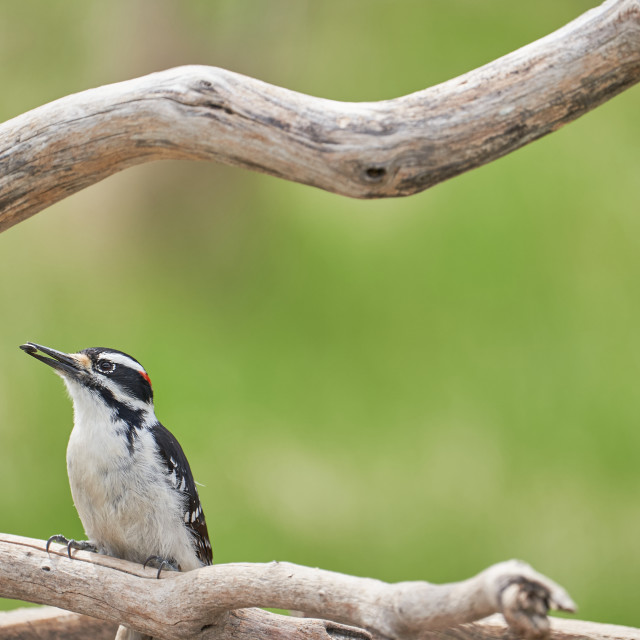 "Hairy Woodpecker" by Carlos A Esquivel - $18.20 "Hairy Woodpecker" stock image