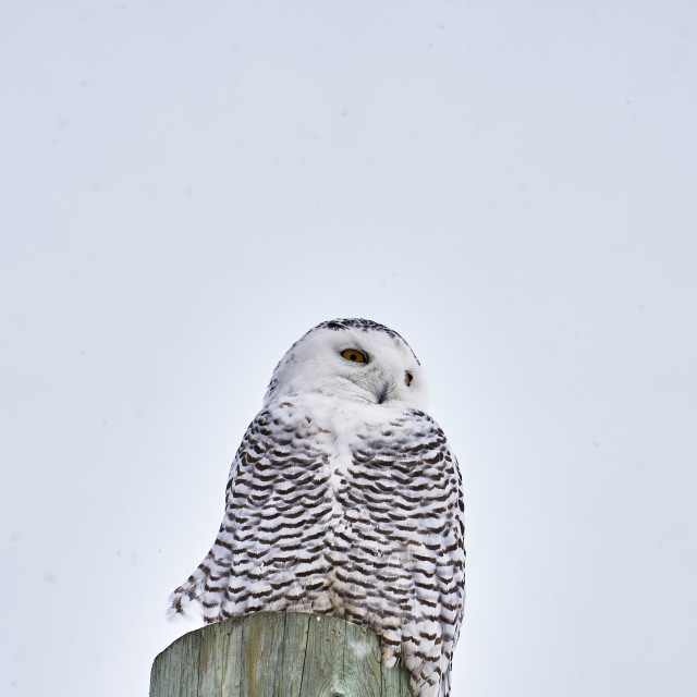 "Snowy Owl" stock image