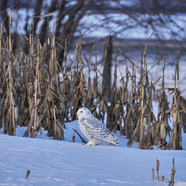 "Snow Owl" by Carlos A Esquivel - $12.13 "Snow Owl" stock image