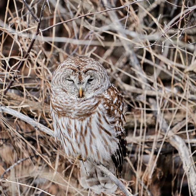 "Barred Owl" by Carlos A Esquivel - $12.13 "Barred Owl" stock image