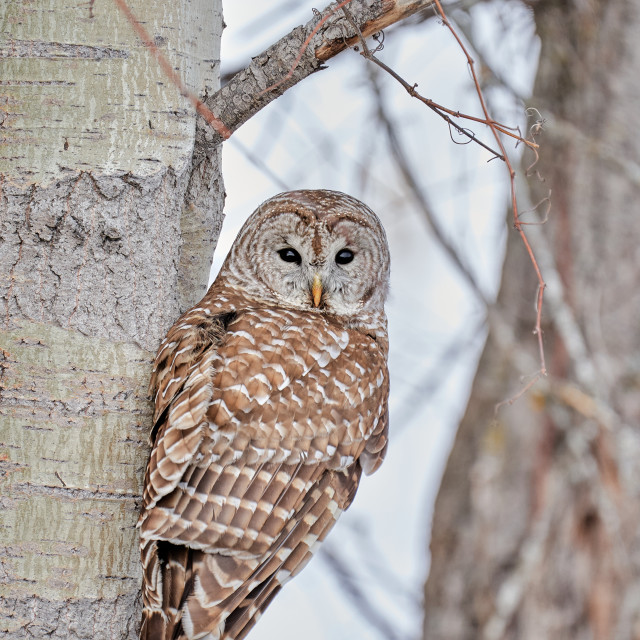 "Barred Owl" by Carlos A Esquivel - $24.26 "Barred Owl" stock image