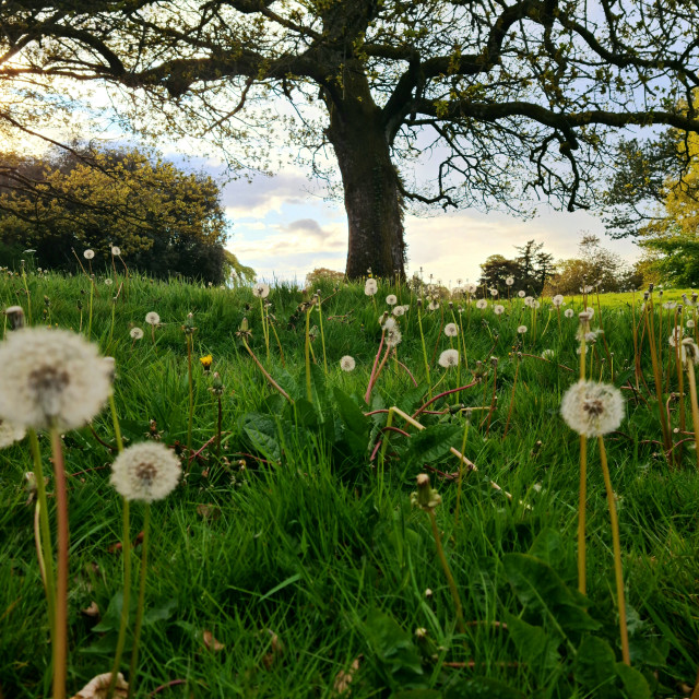 "Dandelions" by Joyce Sammon - $24.48 "Dandelions" stock image