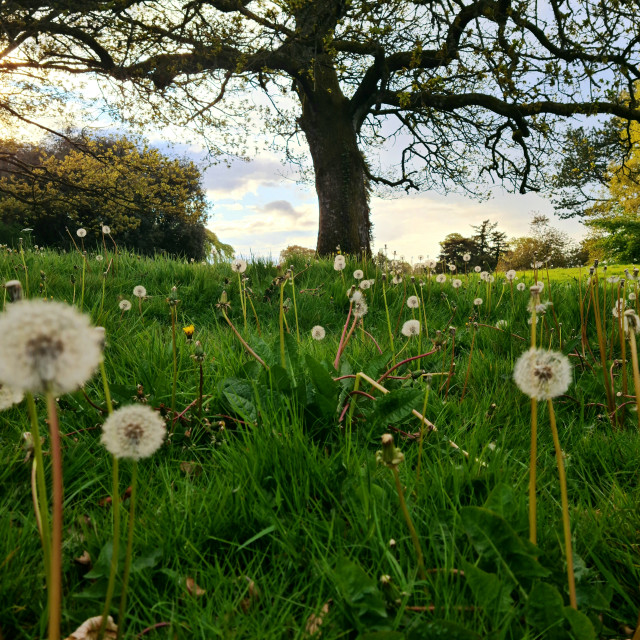 "Dandelions" stock image