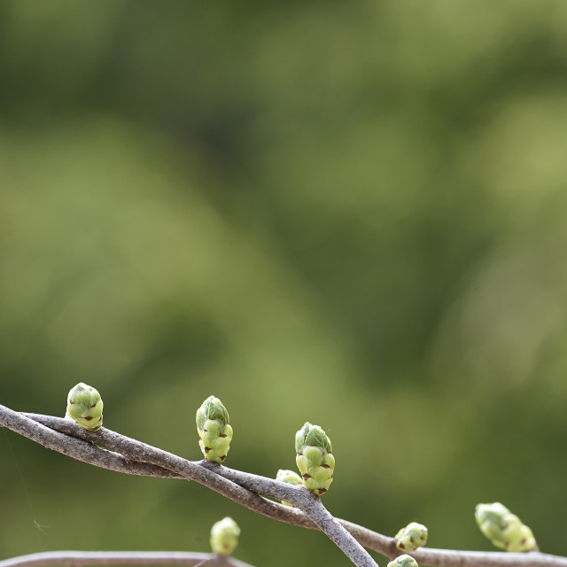 "Green Backdrop" stock image