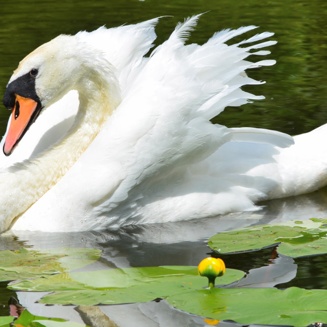 "Mute swan on lake with lily" stock image