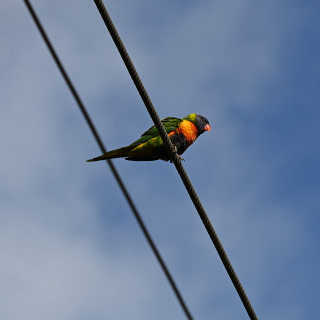 "Rainbow lorikeet on a wire" stock image
