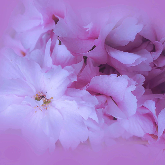 "Pink Blossoms" stock image