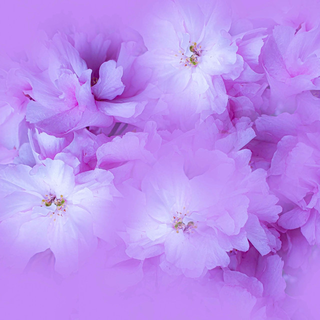 "Blossoms in Mauve" stock image