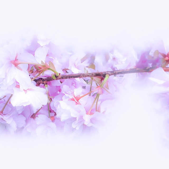 "Pink Blossoms on a Tree Branch" by RukhsanaC - £50.00 "Pink Blossoms on a Tree Branch" stock image