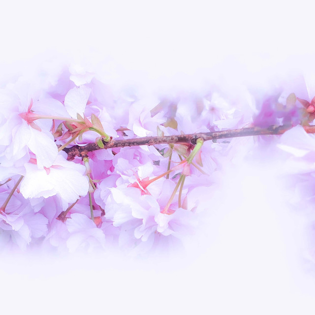 "Pink Blossoms on a Tree Branch" stock image