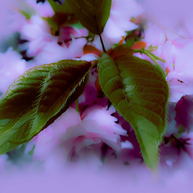 "Pink Blossoms and green Leaves" stock image