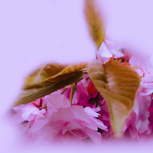 "Pink Blossoms" stock image