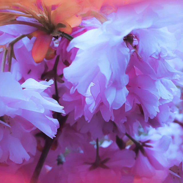 "Pink Blossoms" stock image