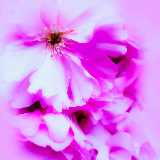 "Pink Blossoms" stock image