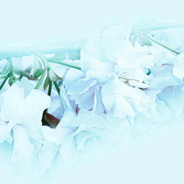 "White Blossoms" stock image