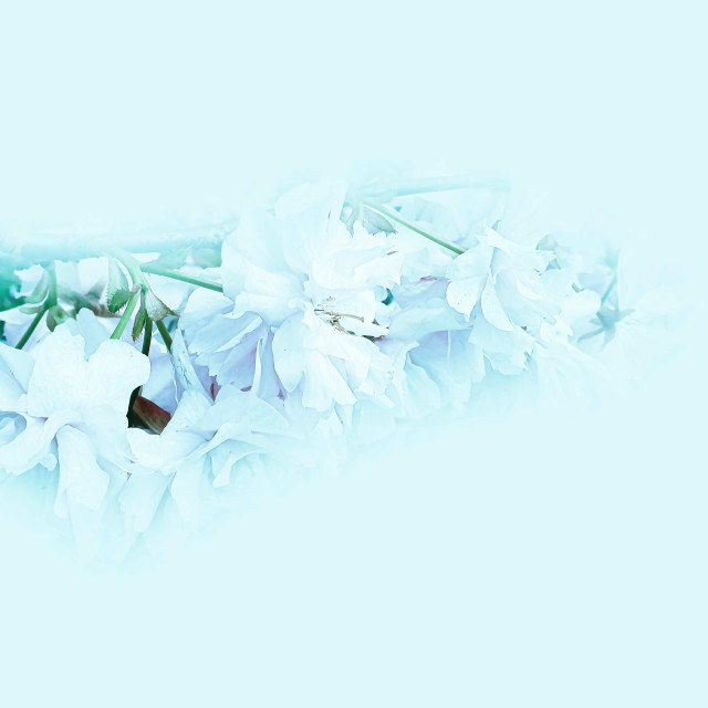 "White Blossoms" by RukhsanaC - £50.00 "White Blossoms" stock image