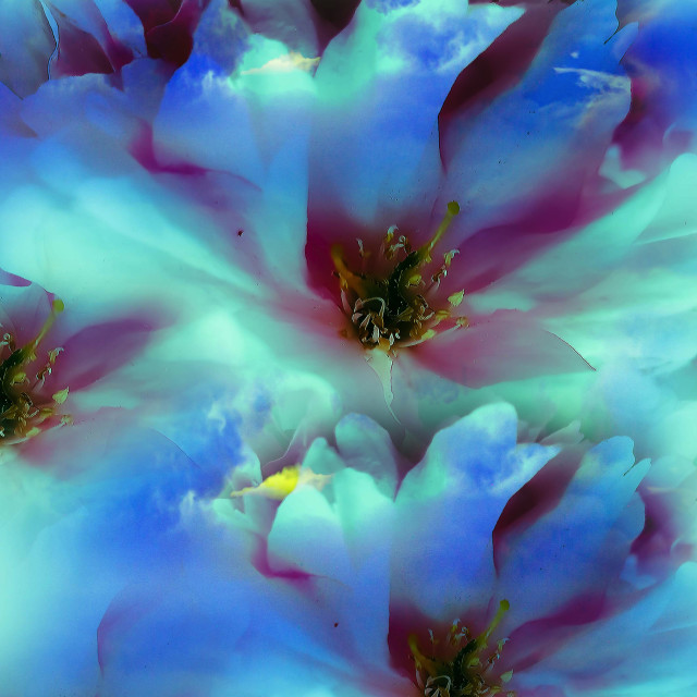"Blossoms" by RukhsanaC - £50.00 "Blossoms" stock image