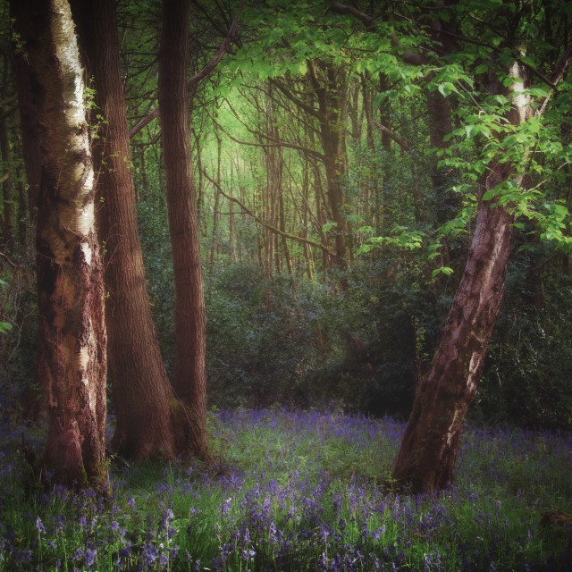 "Spring Woodland" by Andrew Gray Photography - £20.00 "Spring Woodland" stock image