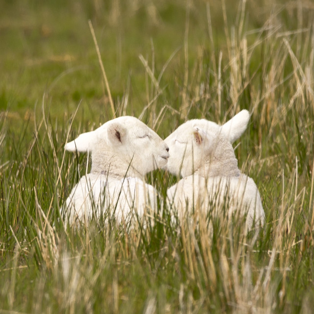 "A Tender Moment - Lambs Kissing at Red Point, Scottish Highlands" stock image