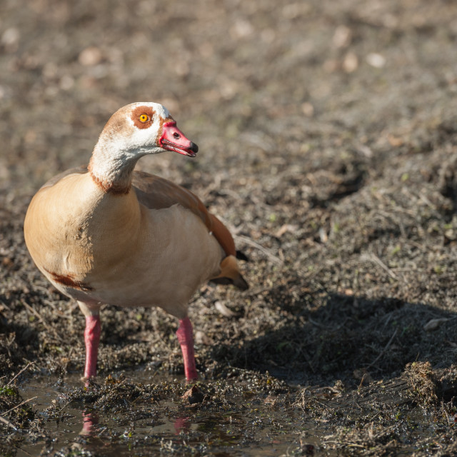 "Egyptian goose closeup" stock image