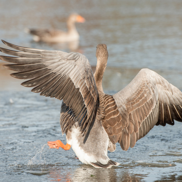 "falling through thin ice" stock image