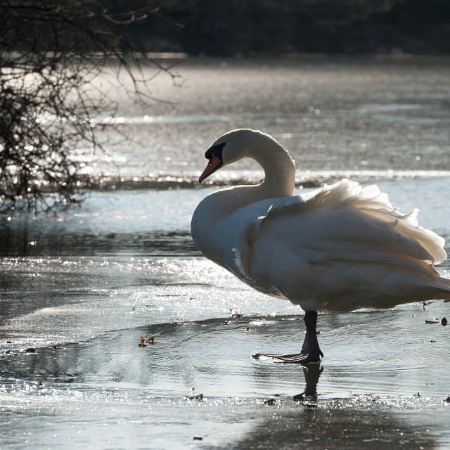 "swan on a frozen lake" stock image