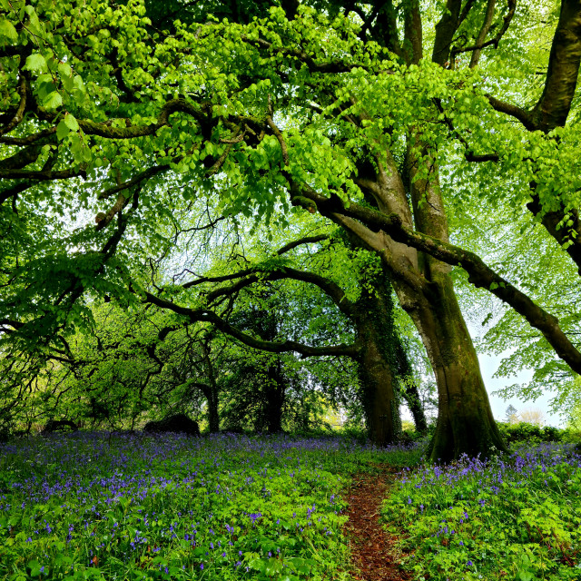 "Bluebells" stock image