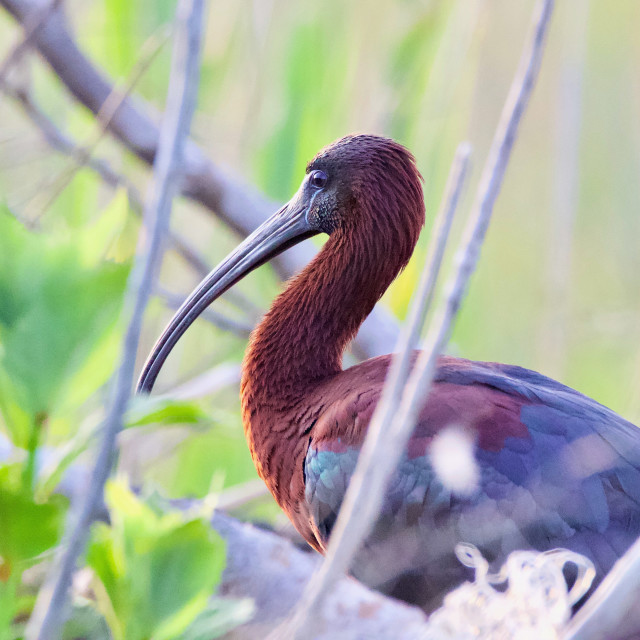 "Glossy Ibis" stock image