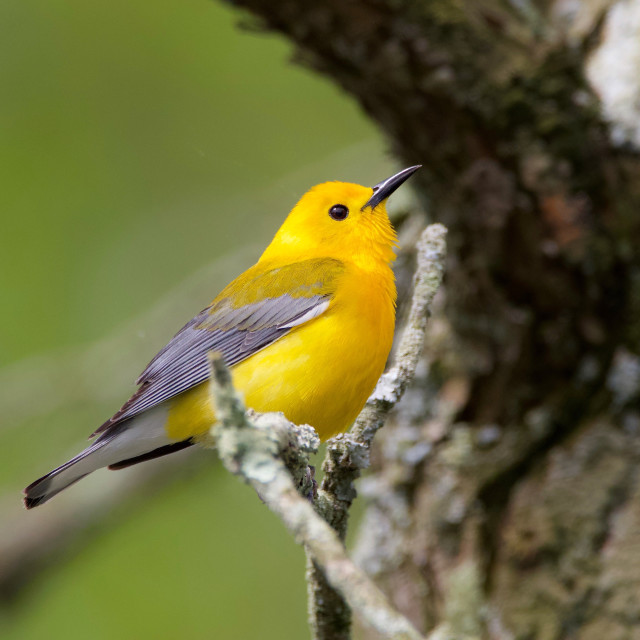 "Prothonotary Warblers" stock image