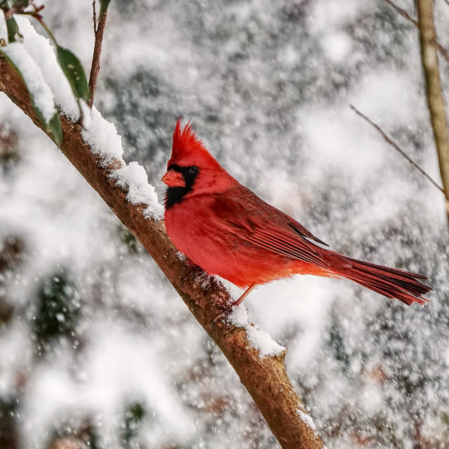 "The red Bird" stock image