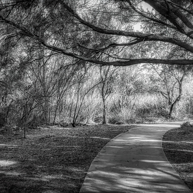 "Lakeside Bushland Pathway" stock image