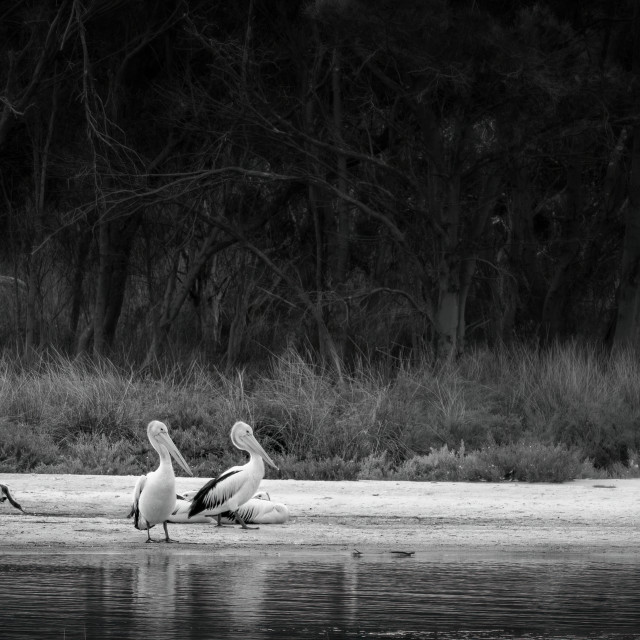 "Pelicans and Cormorants on a Sand Bar" stock image