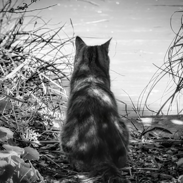 "Cat Sitting with Back Turned" stock image