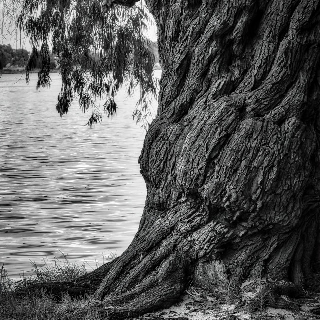 "Stout Peppermint Tree by a River" stock image