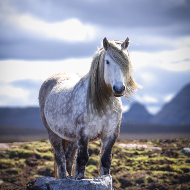 "Horsing Around near Red Point, Scottish Highlands" stock image