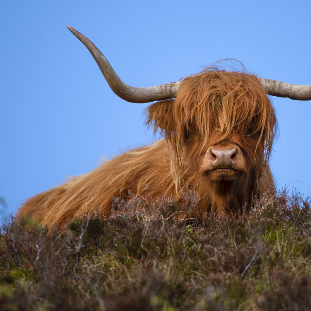 "Heilan Coo Atop a Hill, Red Point, Scottish Highlands" stock image