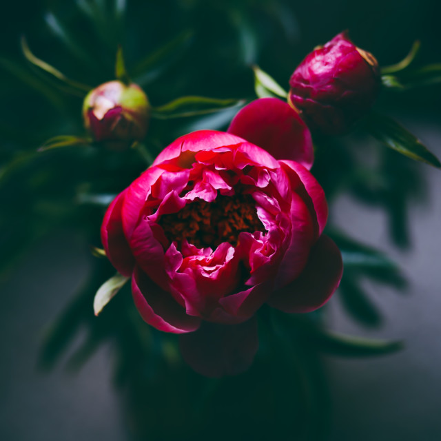 "Bouquet of Red Peonies Blooming" stock image