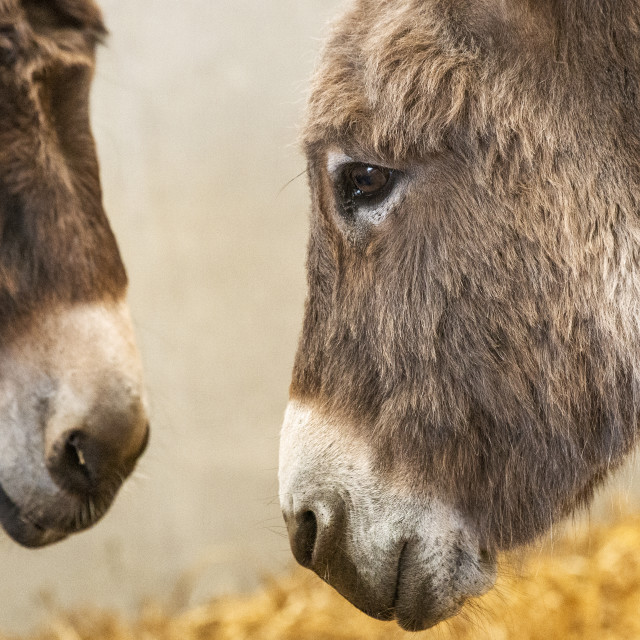 "Two Donkeys" by Bobb Strongman - £20.00 "Two Donkeys" stock image