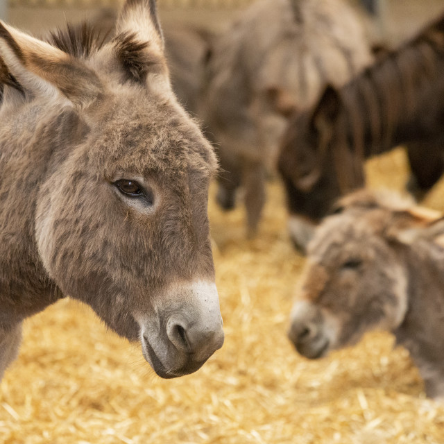 "Donkeys at Flicka Foundation" by Bobb Strongman - £20.00 "Donkeys at Flicka Foundation" stock image